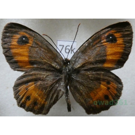 Pyronia bathseba (Fabricius, 1793) male Spain76k